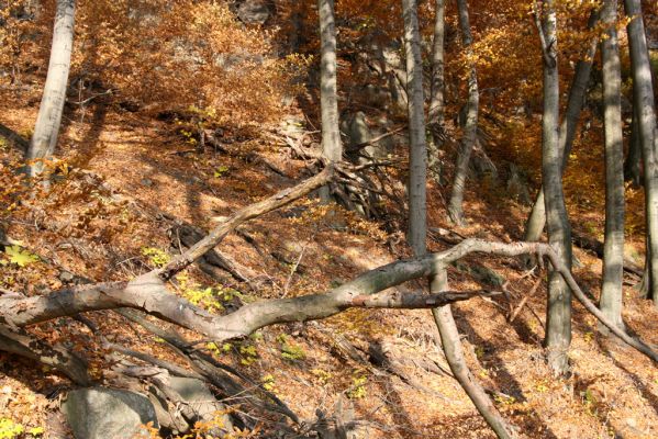 Fintice, vrch Stráž, 2.11.2011
Podzim v suťovém lese na západním svahu Stráže.



Keywords: Fintice Stráž Crepidophorus mutilatus