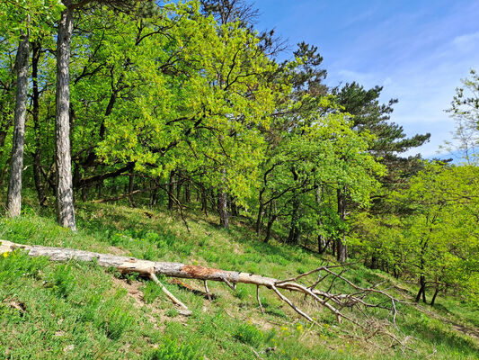 Kobylí, 13.4.2024
Obecní les.
Klíčová slova: Kobylí Obecní les