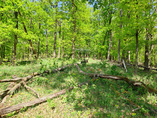 Kobylí, 13.4.2024
U Korouhvičky.
Klíčová slova: Kobylí U Korouhvičky Prosternon chrysocomum