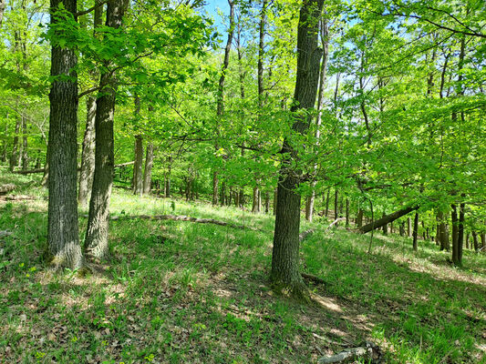 Kobylí, 13.4.2024
U Korouhvičky. Biotop kovaříka Prosternon chrysocomum
Klíčová slova: Kobylí U Korouhvičky Prosternon chrysocomum