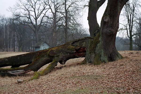 Kopidlno, 25.3.2005
Kopidlno - obora, rozlomený dub na pastvině se solitérními duby a jírovci.
Klíčová slova: Kopidlno obora Ampedus cardinalis