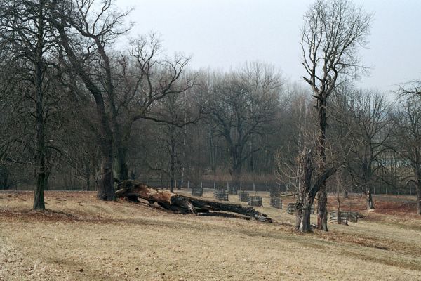 Kopidlno, 25.3.2005
Kopidlno - obora. Pastvina se solitérními kmeny dubů a jírovců.
Klíčová slova: Kopidlno obora Ampedus cardinalis