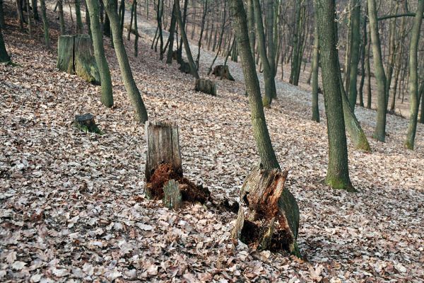 Kopidlno, 25.3.2005
Hospodářsky využívaný les obory. Trouchnivé dubové pařezy hostí populaci kovaříka Ampedus nigerrimus.
Keywords: Kopidlno obora Ampedus nigerrimus