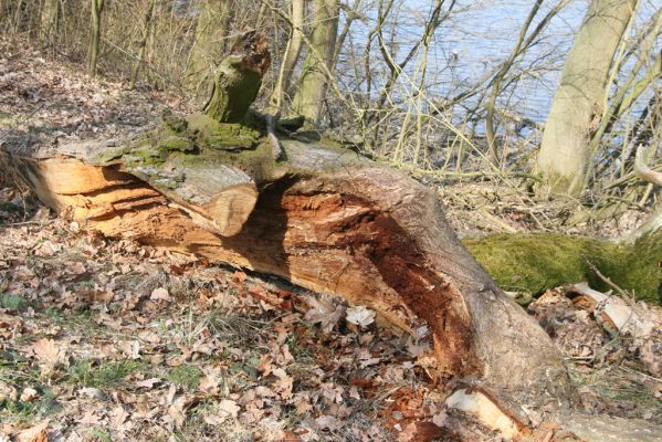 Kopidlno, 2.4.2018
Zámecký park - rozlomený dub. Biotop kovaříka Ampedus cardinalis.
Klíčová slova: Kopidlno zámecký park Ampedus cardinalis