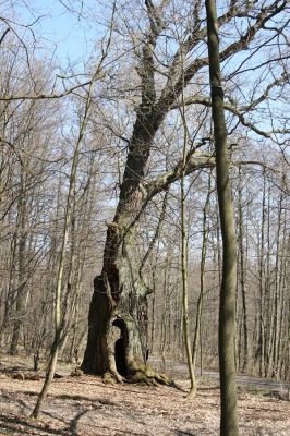 Košťany, zámeček, 7.4.2010
Beethovenův dub v lese u zámečku.
Klíčová slova: Krušné hory Košťany zámeček Beethovenův dub