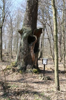 Košťany, zámeček, 7.4.2010
Beethovenův dub v lese u zámečku.
Klíčová slova: Krušné hory Košťany zámeček Beethovenův dub