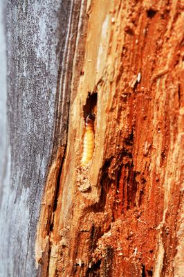 Králický Sněžník, 29.8.2004
Trouchnivý pařez smrku na úpatí jižního svahu Králického Sněžníku. Larva kovaříka Danosoma fasciata.
Klíčová slova: Králický Sněžník Danosoma fasciata