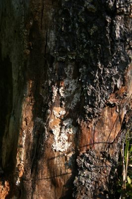 Králický Sněžník, 27.8.2008
Údolí na jižním úpatí Koňského hřbetu. Trouchnivý pařez smrku osídlený kovaříky Danosoma fasciata.


Klíčová slova: Králický Sněžník Koňský hřbet Danosoma fasciata