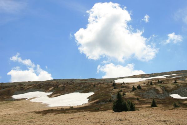Krkonoše, Bílá louka, 21.5.2014
Sněhová pole na severním svahu Luční hory.
Klíčová slova: Krkonoše Bílá louka Luční hora