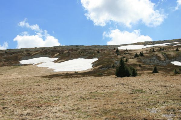 Krkonoše, Bílá louka, 21.5.2014
Sněhová pole na severním svahu Luční hory.
Klíčová slova: Krkonoše Bílá louka Luční hora