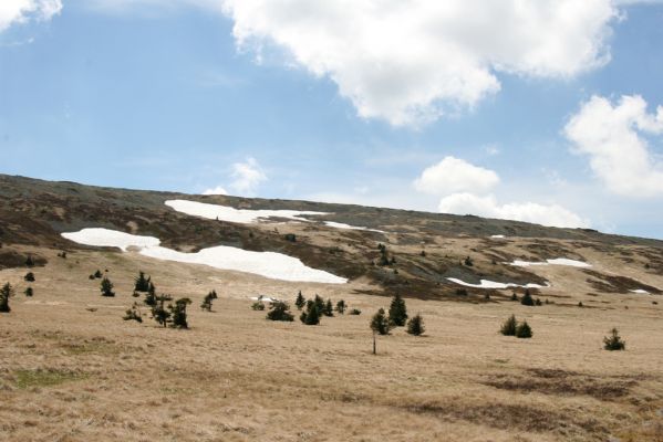 Krkonoše, Bílá louka, 21.5.2014
Pohled z Bílé louky na severní svah Luční hory.
Klíčová slova: Krkonoše Bílá louka Luční hora