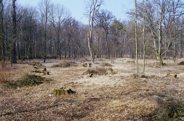 Kroměříž, Zámeček, 5.3.2003
Přišel jsem pozdě, polovina z posledního torza starých lužních lesů u Zámečku byla zlikvidována.
Keywords: Kroměříž Zámeček