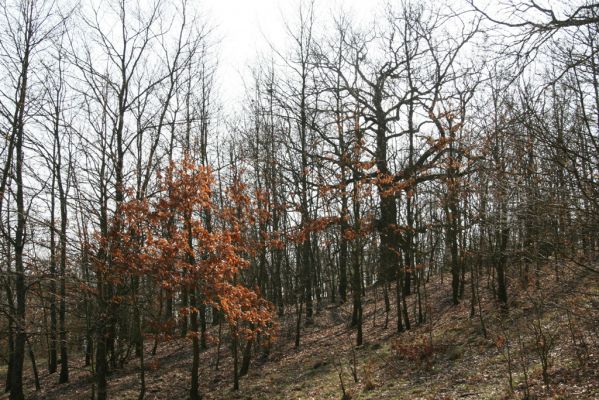 Krupina, 10.4.2015
Zarůstající pastevní les.


Klíčová slova: Štiavnické vrchy Krupina Hanišberg – Nová Hora