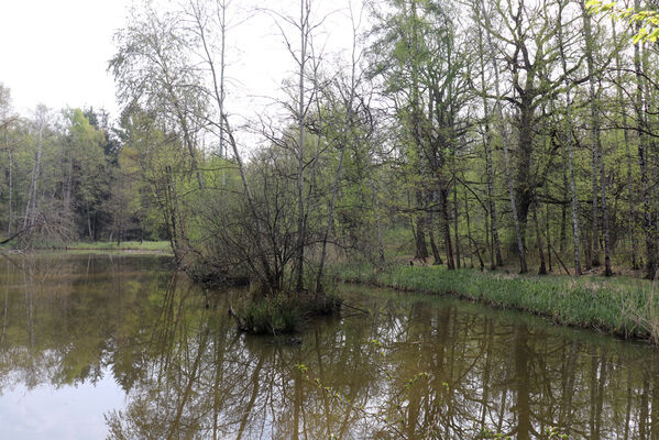 Kunčice, 1.5.2023
Obora, rybník Žid.
Mots-clés: Kunčice obora rybník Žid