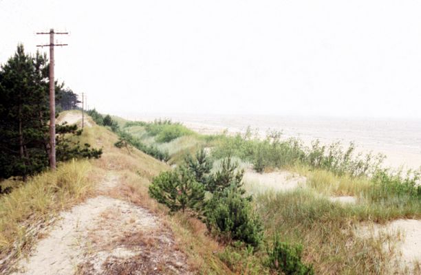 Leba, pobřeží Baltského moře, 15.7.1991
Písečné duny na pobřeží Baltu, porostlé vrbami - biotop kovaříka Negastrius arenicola
Schlüsselwörter: Leba Baltské moře Negastrius arenicola