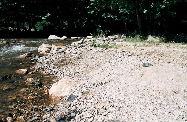 Lebnica, 5.6.2006
Štěrkový náplav říčky Lebnice.



Keywords: Lebnica Lebnica river Zorochros alysidotus meridionalis
