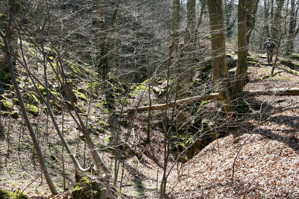 Horní Břečkov, 31.3.2016
Ledové sluje.
Keywords: Podyjí Horní Břečkov Ledové sluje Ivo Jeniš Sericus subaeneus