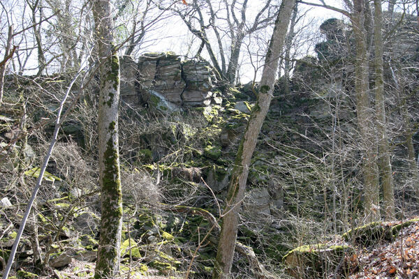 Horní Břečkov, 31.3.2016
Ledové sluje.
Klíčová slova: Podyjí Horní Břečkov Ledové sluje Sericus subaeneus