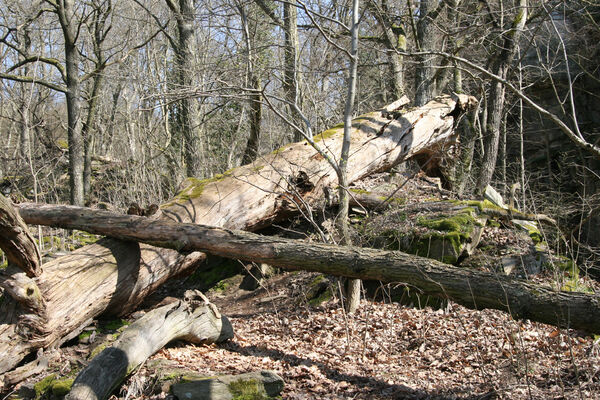 Horní Břečkov, 31.3.2016
Ledové sluje.
Klíčová slova: Podyjí Horní Břečkov Ledové sluje