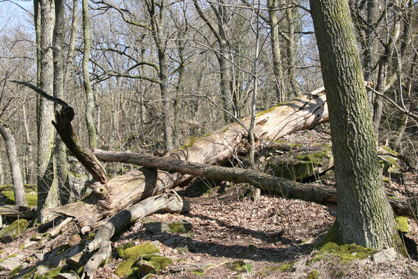 Horní Břečkov, 31.3.2016
Ledové sluje.
Klíčová slova: Podyjí Horní Břečkov Ledové sluje