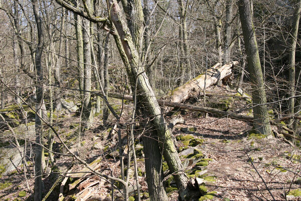 Horní Břečkov, 31.3.2016
Ledové sluje.
Klíčová slova: Podyjí Horní Břečkov Ledové sluje