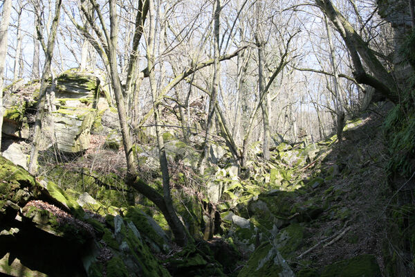 Horní Břečkov, 31.3.2016
Ledové sluje.
Klíčová slova: Podyjí Horní Břečkov Ledové sluje Sericus subaeneus