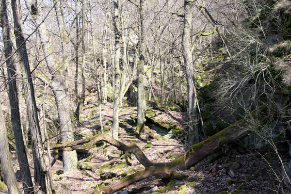 Horní Břečkov, 31.3.2016
Ledové sluje.
Klíčová slova: Podyjí Horní Břečkov Ledové sluje Sericus subaeneus