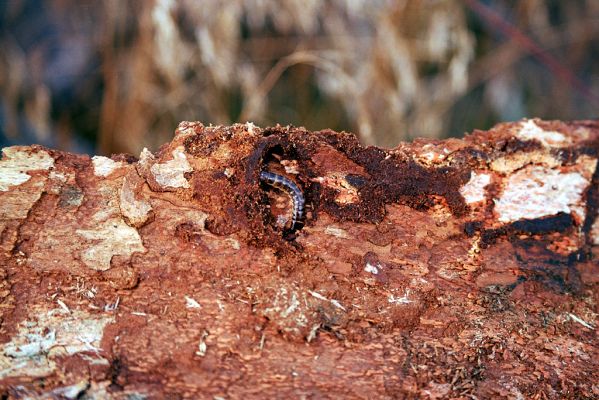 Rychlebské hory, Smrk, 7.9.2004
Larva kovaříka Diacanthous undulatus pod kůrou smrkového pařezu.
Klíčová slova: Lipová-lázně Rychlebské hory Smrk Diacanthous undulatus