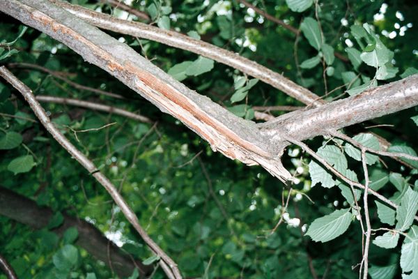 Lobodice, rezervace Zástudánčí, 25.5.2006
Poškozená větev lísky, ze které byla sklepnuta samice Cerophytum elateroides.
Schlüsselwörter: Lobodice Zástudánčí Cerophytum elateroides