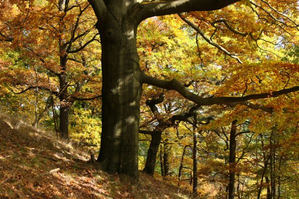 Loket, údolí Ohře, 8.10.2008
Listnatý les na jižním svahu.
Klíčová slova: Slavkovský les Loket údolí Ohře