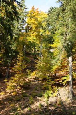 Loket, údolí Ohře, 8.10.2008
Smíšený les v jižně orientovaném údolí.
Klíčová slova: Slavkovský les Loket údolí Ohře