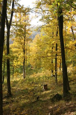 Luboreč, 12.10.2013
Hospodářsky využívaný les na jihovýchodním hřbetu pod vrcholem Lysce.
 


Klíčová slova: Krupinská planina Ostrožky Lysec