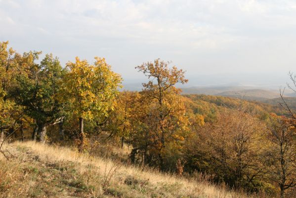 Luboreč, 12.10.2013
Lesostep na jihovýchodním hřbetu pod vrcholem Lysce.


Klíčová slova: Krupinská planina Ostrožky Lysec