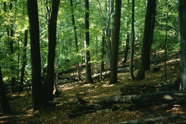 Malá Lodina, 3.10.2001
Suťový les na vrchu Bujanov.



Klíčová slova: Malá Lodina vrch Bujanov