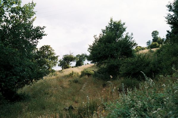 Melnik, 6.6.2006
Lesostep – pastvina. Biotop kovaříka Athous samai.



Klíčová slova: Melnik Athous samai
