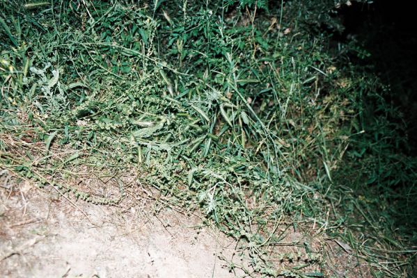 Melnik, 6.6.2006
Lesostep – pastvina, ruderální vegetace. Biotop kovaříka Athous samai.
Mots-clés: Melnik Athous samai