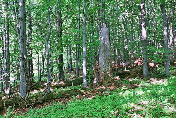 Horní_Lomná-Mionší-9.9.2005
Jedle umírají, jejich kmeny se rozpadají. Budoucí generace zde naleznou již jen buky a javory.
Keywords: Horní Lomná Mionší jedlobukový les