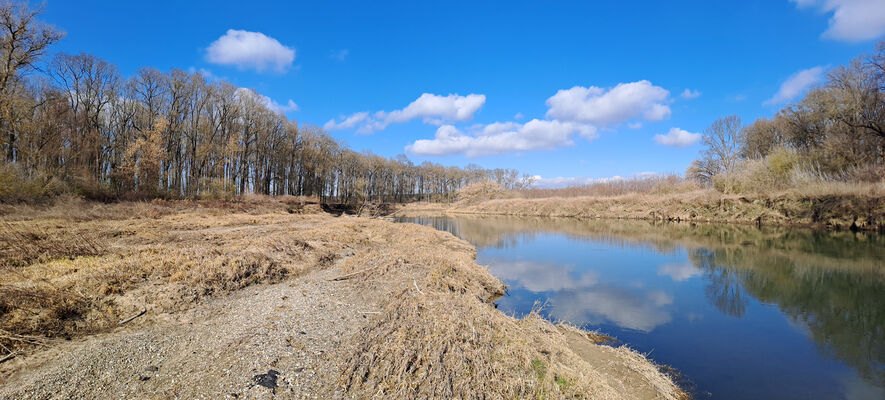 Vracov, 28.2.2025
Meandry Moravy u Oskovce.
Klíčová slova: Vracov Oskovec řeka Morava Negastrius sabulicola pulchellus Zorochros dermestoides quadriguttatus