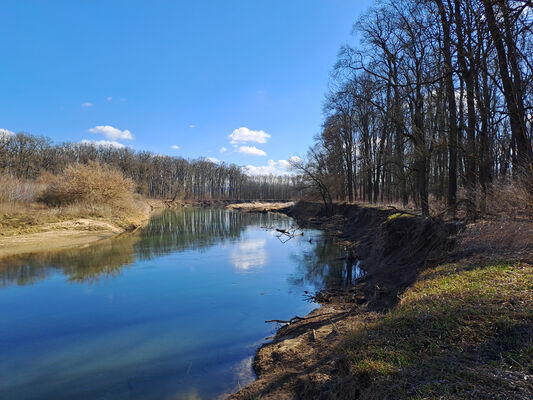 Vracov, 28.2.2025
Meandry Moravy u Oskovce.
Klíčová slova: Vracov Oskovec řeka Morava