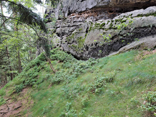 Mnichovo Hradiště, Olšina, 4.6.2024
Příhrazské skály. Pod Skalním hradem.
Klíčová slova: Český ráj Příhrazské skály Skalní hrad Mnichovo Hradiště Olšina