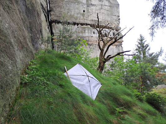 Mnichovo Hradiště, Olšina, 4.6.2024
Příhrazské skály. Pod Skalním hradem. Místo nálezu kovaříka Pseudanostirus globicollis.
Klíčová slova: Český ráj Příhrazské skály Skalní hrad Mnichovo Hradiště Olšina Pseudanostirus globicollis