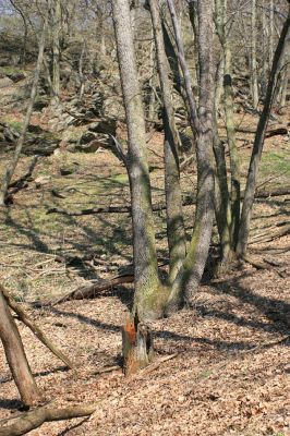 Podmolí - kaňon Dyje, 2.4.2007
Vlhčí suťový les ja jihozápadním svahu Lipiny. Pahýl dubu osídlený kovaříkem Ampedus brunnicornis.
Schlüsselwörter: Podmolí Podyjí Lipina Ampedus brunnicornis