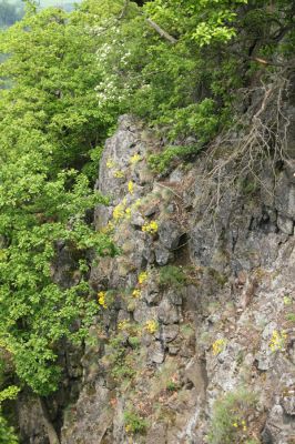 Stráž nad Ohří, vrch Nebesa, 9.5.2009
Skála na západním svahu s kvetoucími tařicemi.
Schlüsselwörter: Stráž nad Ohří Nebesa