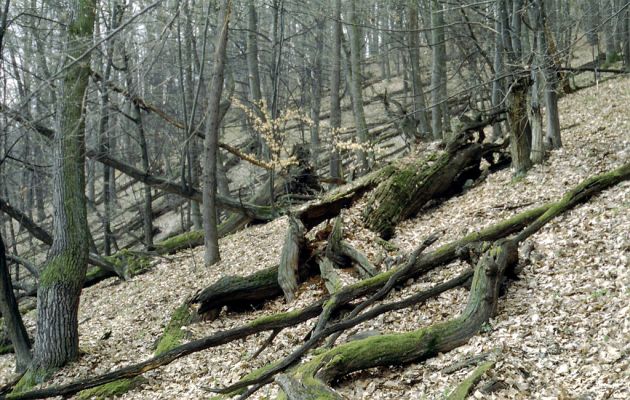 Zvolen, 4.4.2001
Neresnica. Suťový les na jihovýchodním svahu Veľkého vrchu.
Mots-clés: Zvolen Neresnica Veľký vrch Ampedus praeustus nigerrimus