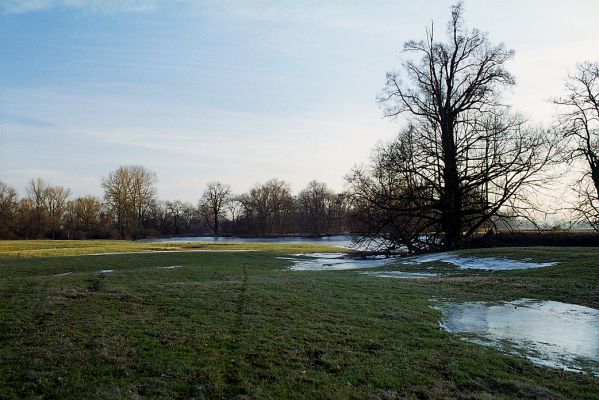 Opatovice-Polabiny, zima 2002/2003
Část záplavových luk je pokryta rozpraskaným ledovým krunýřem
Klíčová slova: Opatovice Polabiny