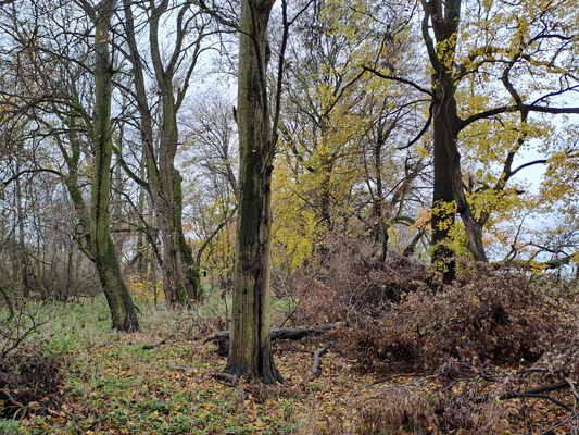 Opatovice nad Labem, 21.11.2023
Lužní les u Opatovické elektrárny.
Klíčová slova: Opatovice nad Labem lužní les u Opatovické elektrárny