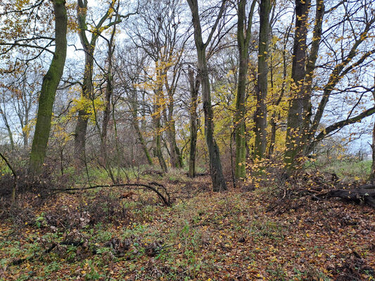 Opatovice nad Labem, 21.11.2023
Lužní les u Opatovické elektrárny.
Klíčová slova: Opatovice nad Labem lužní les u Opatovické elektrárny