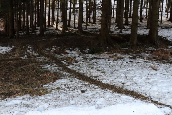 Orlické Záhoří, 25.2.2021
Trčkov - jelení chodník z bobků k seníku pod rezervací Trčkov. 
Klíčová slova: Orlické Záhoří Trčkov