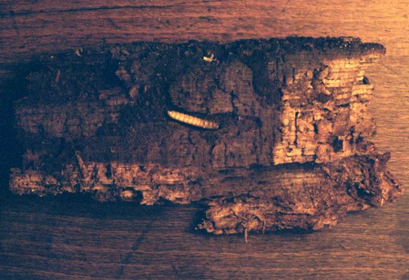 Osek, Vlčí důl, 9.4.2002
Larva kovaříka Denticollis rubens v trouchnivém dřevě padlého kmene buku.
Klíčová slova: Krušné hory Osek Vlčí důl Denticollis rubens