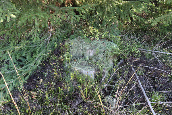 Staré Hamry, 20.10.2022
Velký les.
Keywords: Beskydy Staré Hamry Velký les Ampedus tristis balteatus